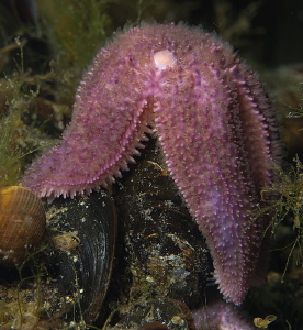 Starfish at lunch by Chris Krambeck 
